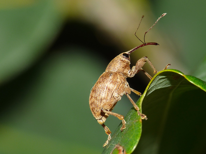 Curculionidae: Curculio elephas (cfr.), maschio